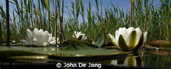 Another result of my snorkling trip in the small canal cl... by John De Jong 